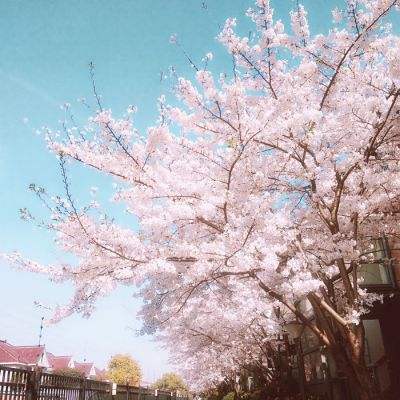 美国华盛顿举行2024年樱花节大游行